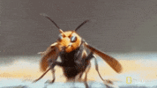 Wasp Hornet GIF by GIPHY News