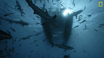 Nat Geo Swimming GIF by National Geographic Channel