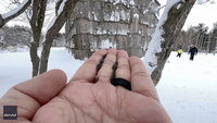 Canadian Photographer Hand-Feeds Chickadees in Slow-Motion Footage