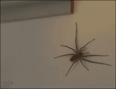 Spiders GIF