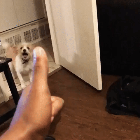 Cute Puppy Thinks Owner's Finger Is a Gun