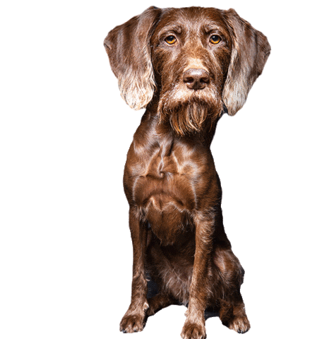 helgaaamanufaktur happy dog no bad Sticker
