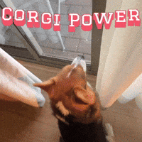 Corgi Milo GIF
