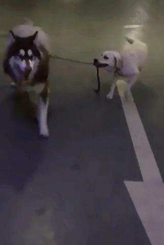 dont do it bro GIF