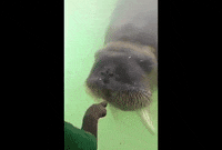 Walrus GIF by AFV Pets