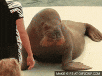 walrus GIF