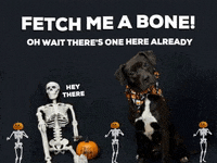 Skeleton Dance Dancing GIF by Nebraska Humane Society