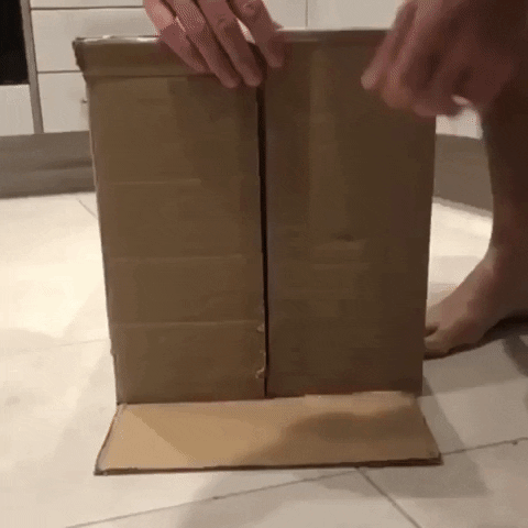 Knock Knock Cat GIF by JustViral.Net
