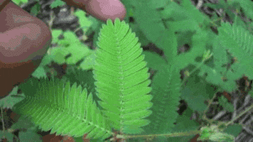 plant responds GIF
