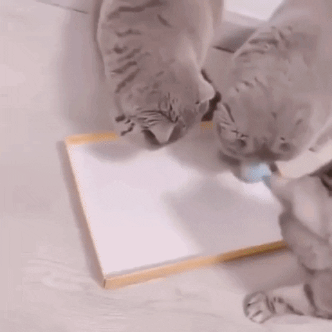 snezanaprebil giphyupload GIF