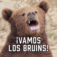 ¡Vamos Los Bruins!