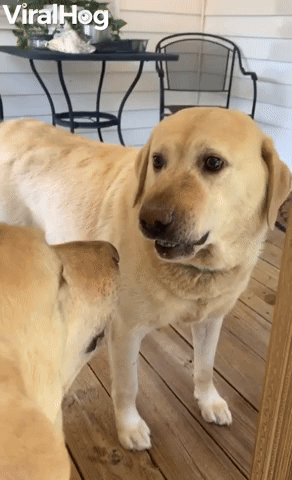 Labrador Finds New Enemy in Reflection