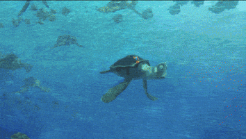 finding dory disney GIF by Disney/Pixar's Finding Dory