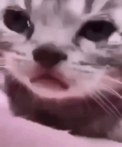 Sad Cat GIF