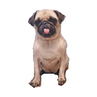 dog tongue STICKER by imoji