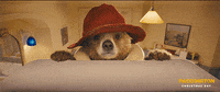 paddington bear falling GIF by The Weinstein Company