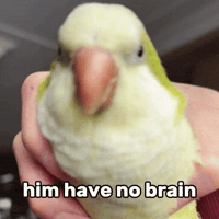 No Brain Bird GIF