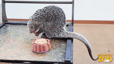 Birthday Cake GIF by Brookfield Zoo