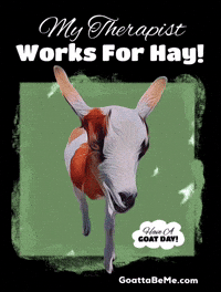 Cute Goats GIF by Goatta Be Me Goats! Adventures of Java, Toffee, Pumpkin and Cookie!