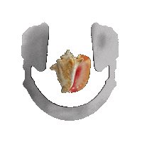 Conch Shell Ocean Sticker by Nova Sound