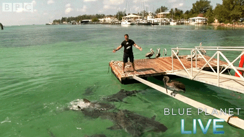 bbc one blue planet 2 GIF by BBC