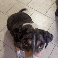 Dog Yes GIF