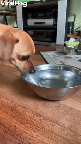 Dog Doesn't Drink Normally