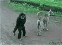 dog banana GIF