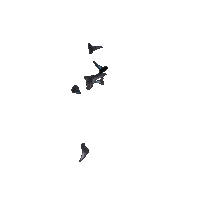 Shark Teeth Sticker by Amelia Island Florida