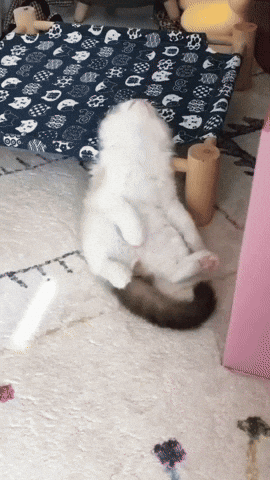 cuteanimalland giphyupload GIF