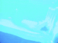 prince GIF