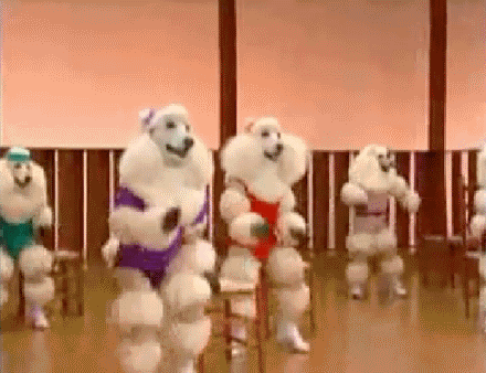 gym poodles GIF