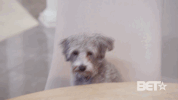 season 1 dog GIF by BET