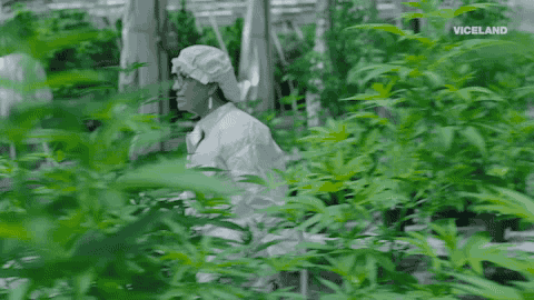 viceland GIF by WEEDIQUETTE