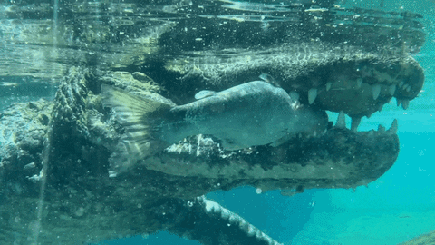 Alligator GIF by Oakland Zoo