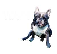 dog wow Sticker by Tales&Tails