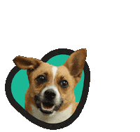 dog love Sticker by Tales&Tails