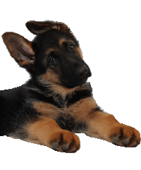 dog tnt Sticker by Tales&Tails