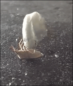 bug GIF