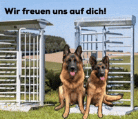 Lets Go Dogs GIF