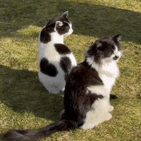 mrfluffyandfelicity cat cats funny cat felicity GIF