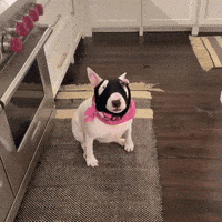 Bull Terrier Dawg GIF