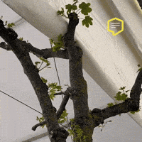 Wiesn GIF by Linz News