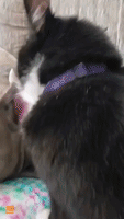 Cuddly Cat Just Wants to Show Her Pooch Pal Some Love