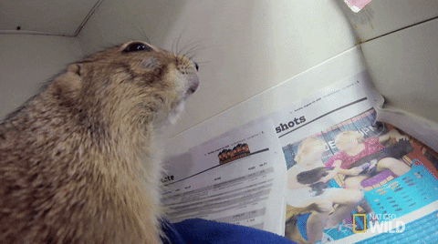 passing out nat geo wild GIF by Dr. K's Exotic Animal ER