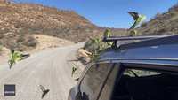 Curious Budgies Swarm Car in Outback Australia