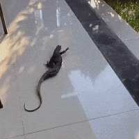 Wiggling Shaking GIF