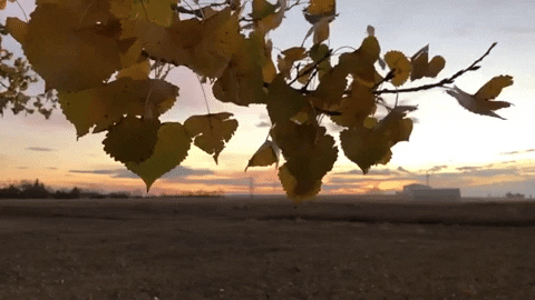 cogdogblog giphygifmaker slomo GIF