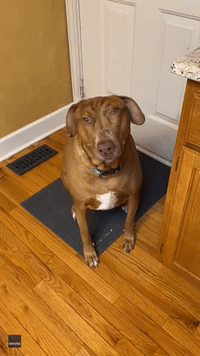Meet Belle, the Dog Who Always Looks Surprised
