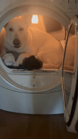 Dog Finds Perfect Spot to Hide During Storm